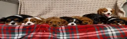Cavalier King Charles Spaniel dogs for sale: STUNNING CAVALIER KING CHARLES PUPPIES  - Advert 22