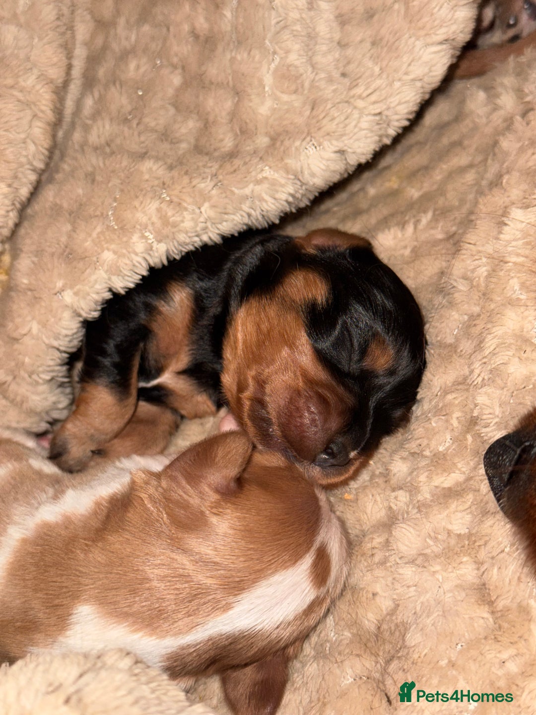 Cavalier King Charles Spaniel dogs for sale: Beautiful pups DNA HEALTH TESTED parents  - Advert 7