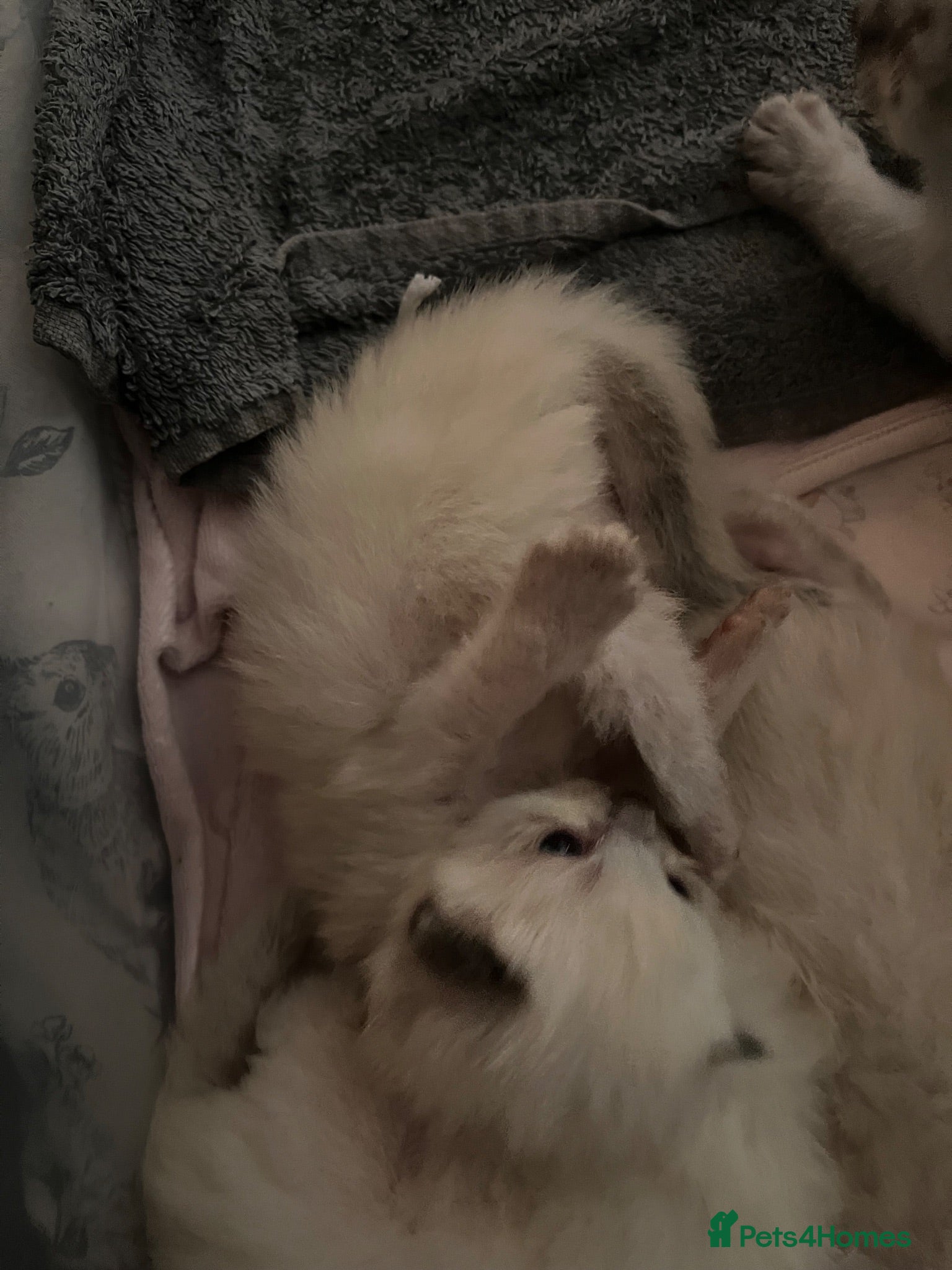 Ragdoll cats Ragdolls  - Advert 17