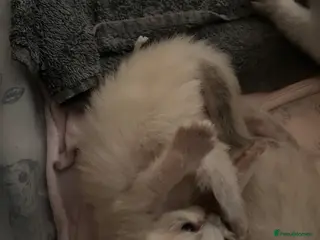 Ragdoll cats Ragdolls - Advert 17