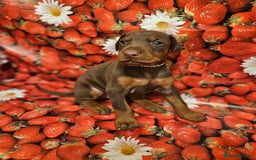 Dobermann dogs for sale: Elite Class World Champion Pedigree Pups KC'D - Image 8