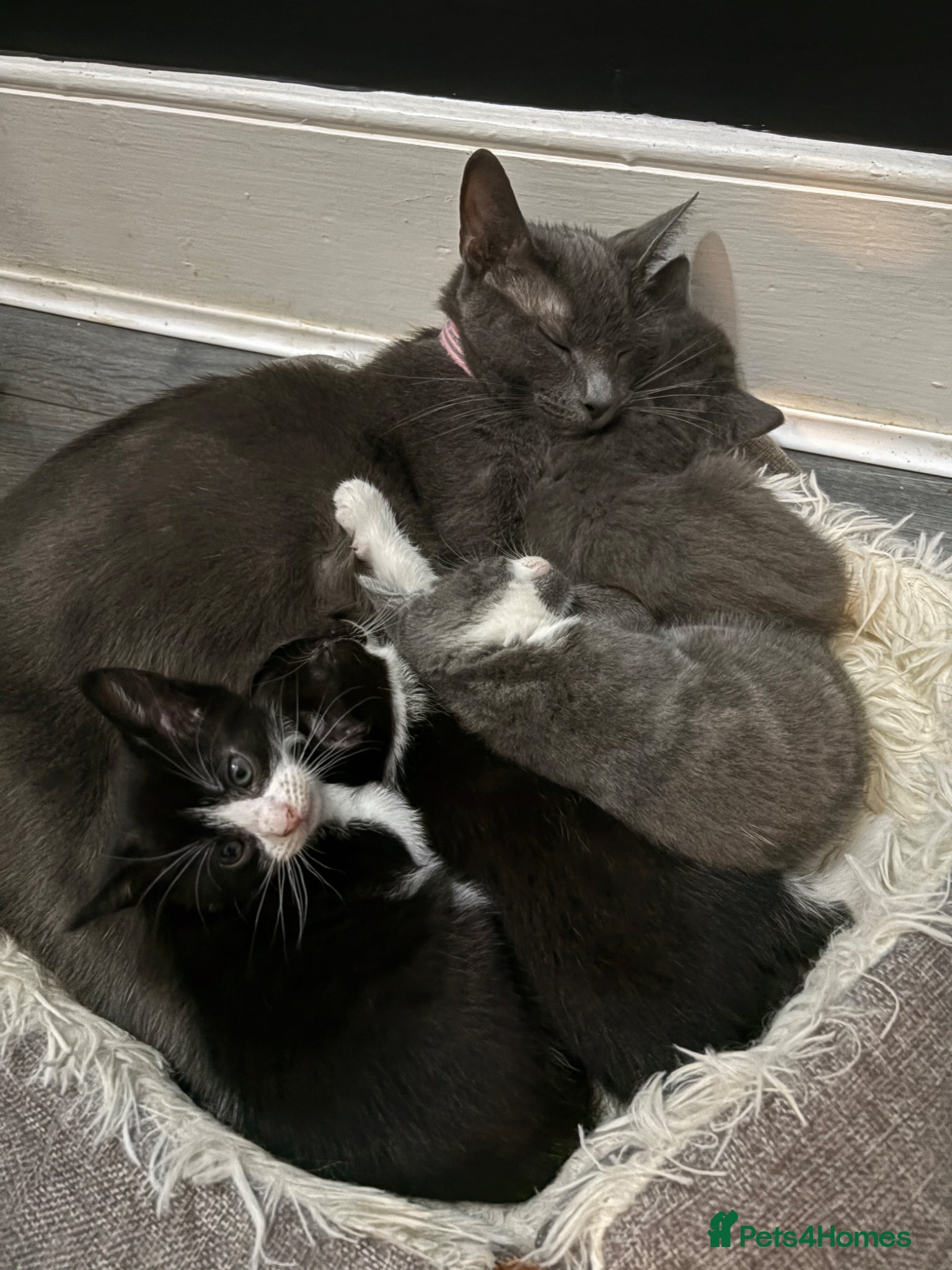 Russian Blue cats Russian blue X kittens  - Advert 1