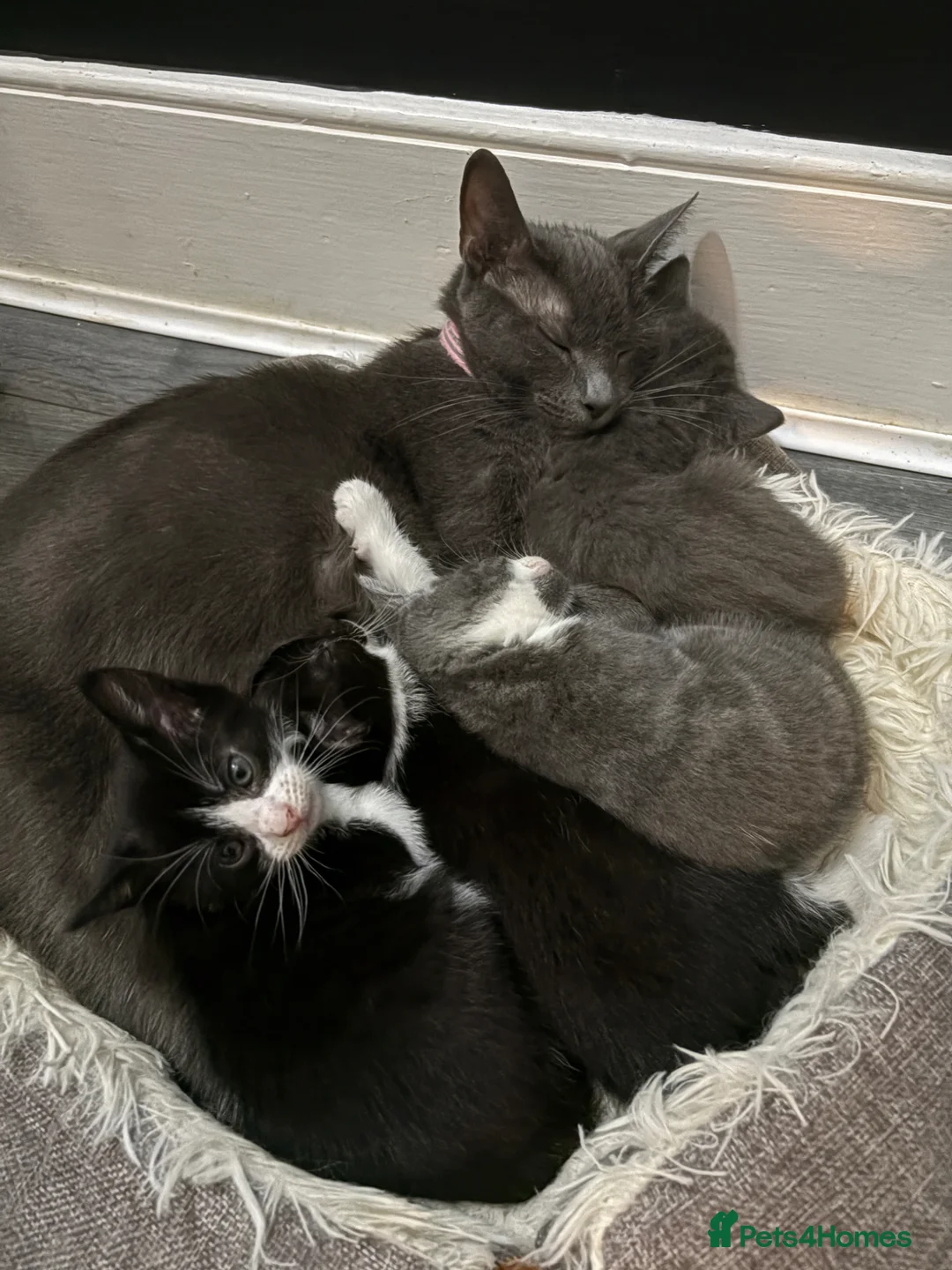 Russian Blue cats for sale: Russian blue X kittens  - Advert 1