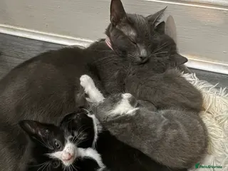 Russian Blue cats Russian blue X kittens - Advert 1