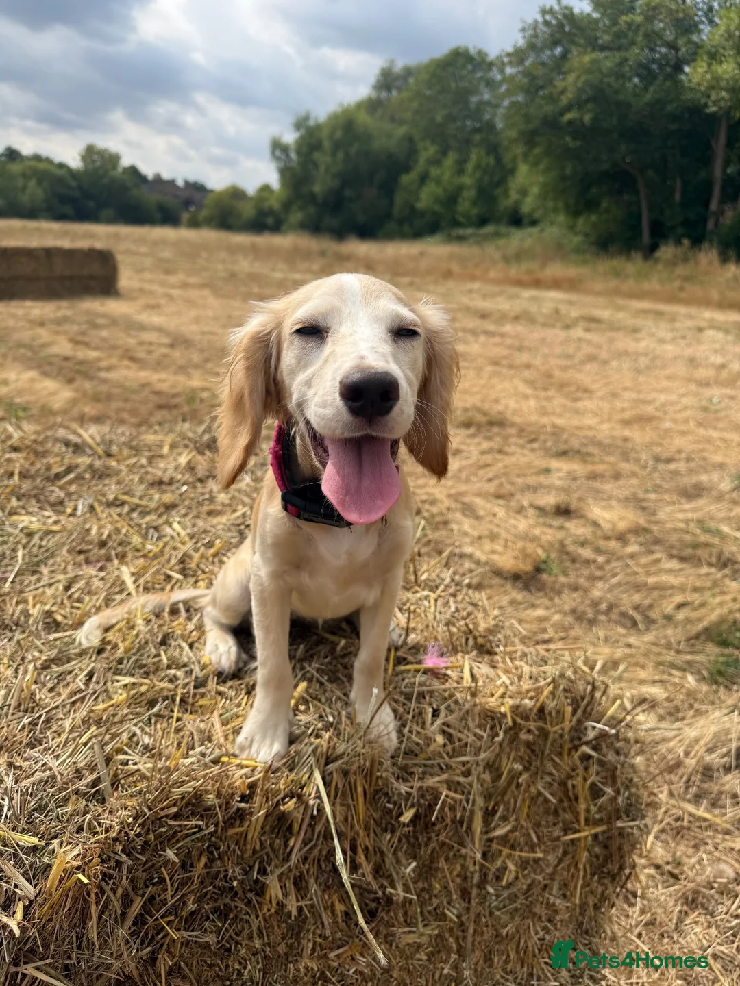 Cocker Spaniel dogs for sale: Female cocker spaniel  - Advert 2