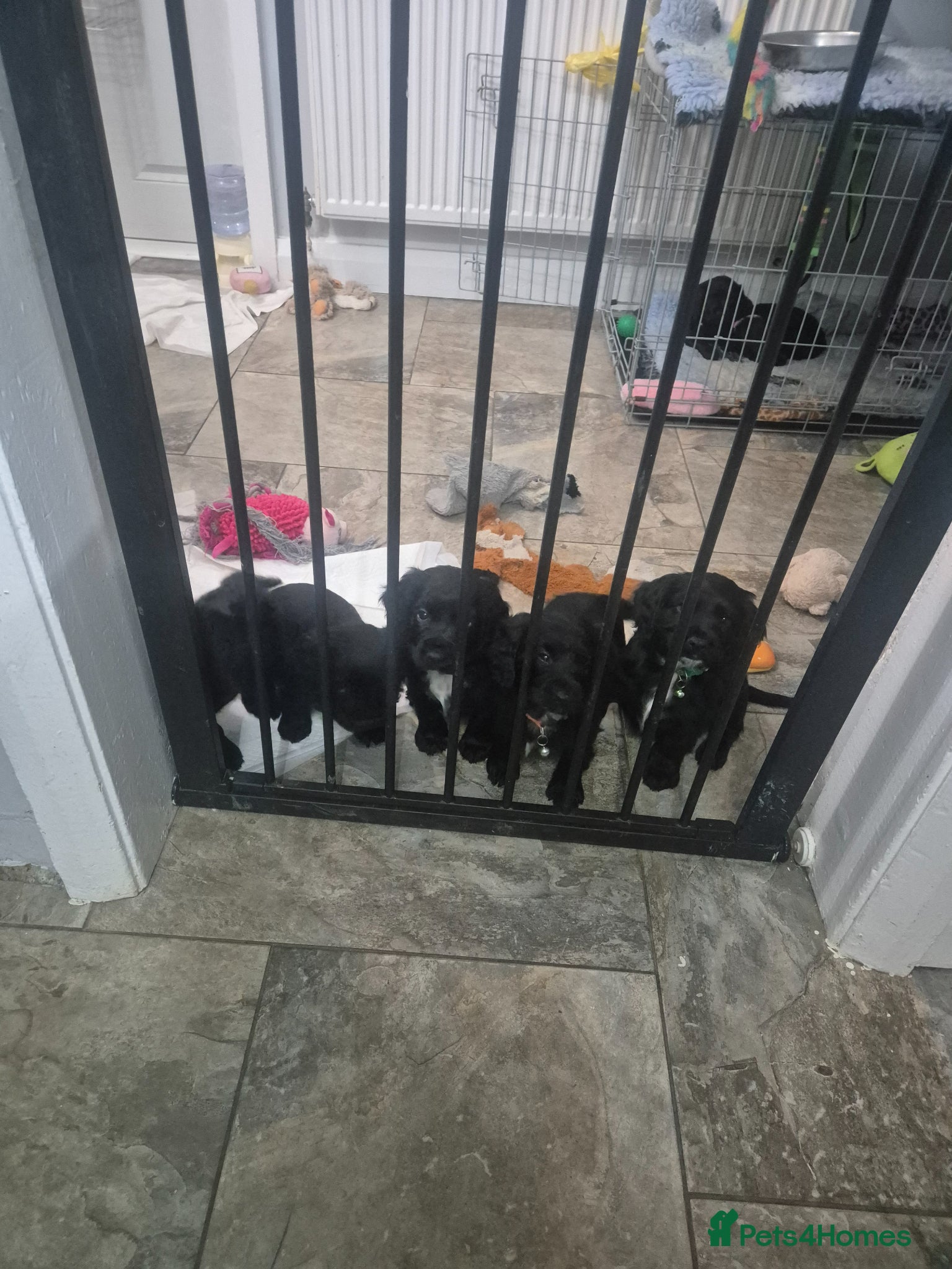 Cocker Spaniel dogs Working cocker pups  - Advert 2