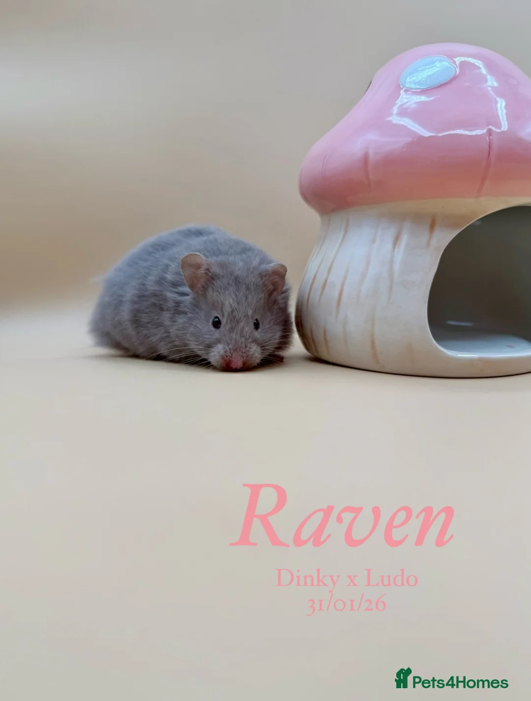 Hamster rodents for sale: Pedigree Syrian hamster pups  - Advert 7