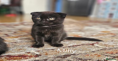 Mixed Breed cats - Advert 9