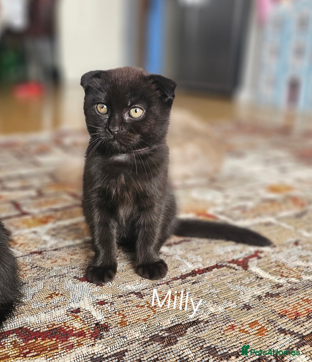 Mixed Breed cats for sale: Scottish Fold Kittens!Rare 🍫chocolate colour🐱 - Image 10
