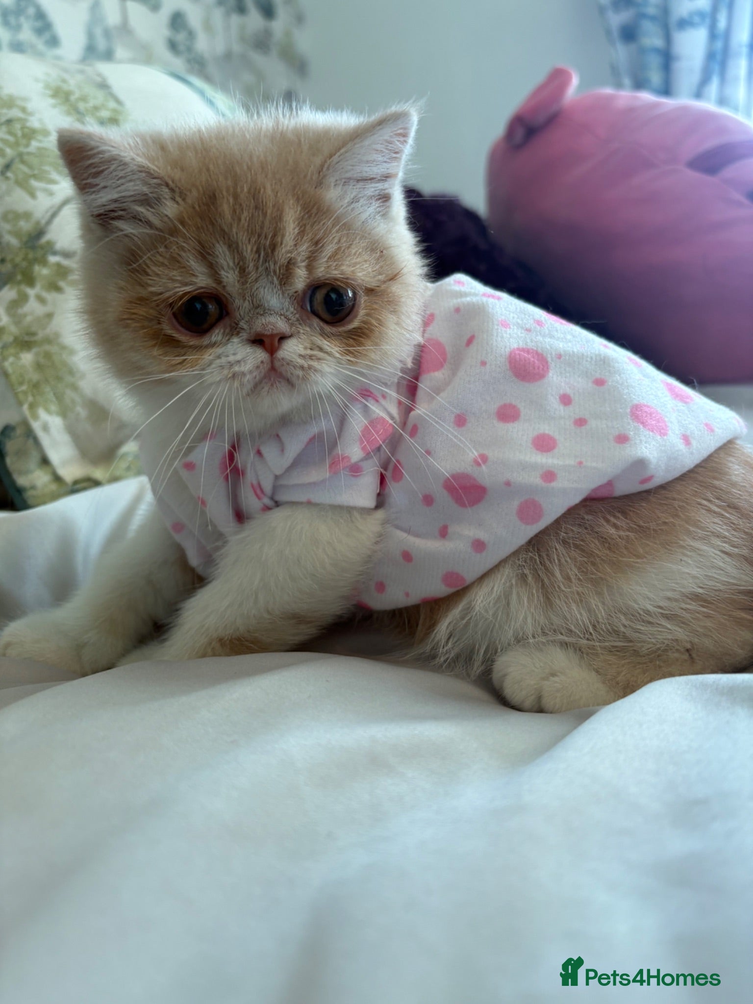Exotic cats Beautiful Exotic cream & white female - Advert 2