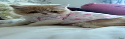 Exotic cats for sale: Beautiful Exotic cream & white female - Advert 2
