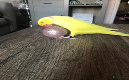Parakeets birds for sale: Indian ring neck  - Image 5