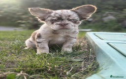 French Bulldog dogs for sale: Fluffy Frenchie Merle / Rojo & Tan REDUCED📥 - Image 7