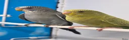 Budgerigars birds for sale: Black Face Dunfallow/BW Male+ Black wing/BF female - Advert 1