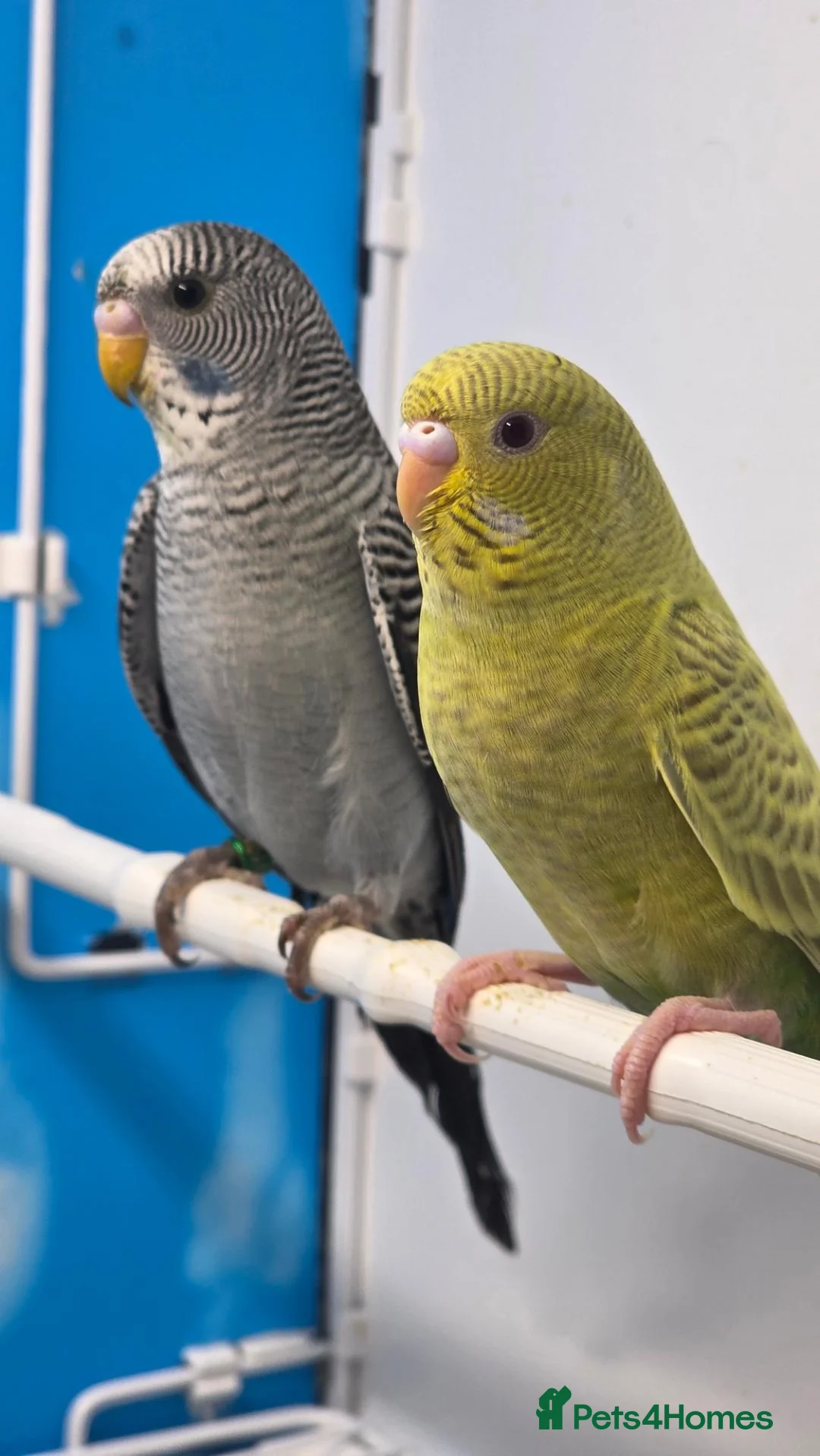 Budgerigars birds for sale: Black Face Dunfallow/BW Male+ Black wing/BF female - Advert 1