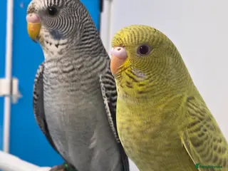 Budgerigars birds Black Face Dunfallow/BW Male+ Black wing/BF female - Advert 9