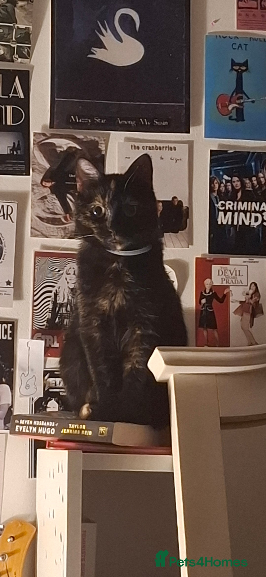 Bombay cats for sale: two black kittens  - Image 3