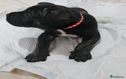 Cane Corso dogs for sale: Cane corsos  puppies  - Image 14