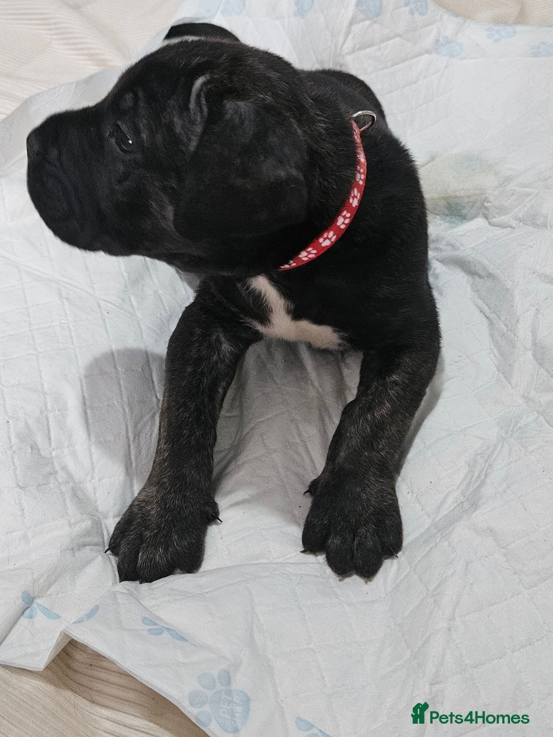 Cane Corso dogs for sale: Cane corsos  puppies  - Image 14