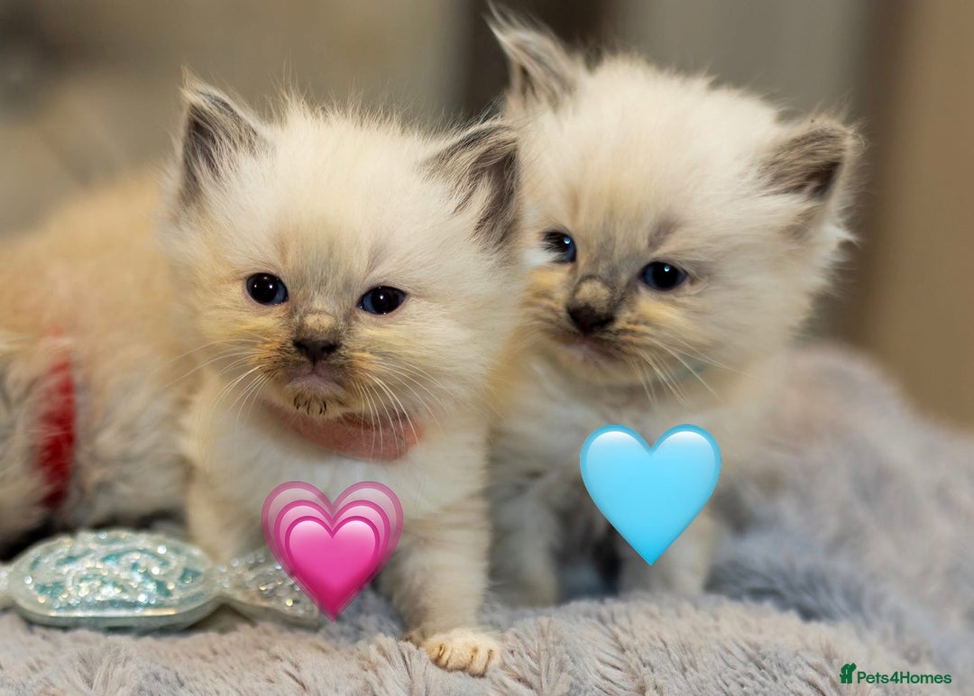 Ragdoll cats for sale: ✨ Beautiful Pure Ragdoll Kittens Available ✨ - Advert 1