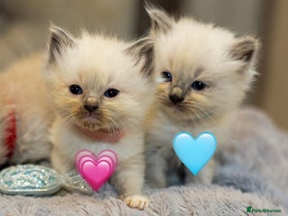 Ragdoll cats ✨ Beautiful Pure Ragdoll Kittens Available ✨ - Advert 1