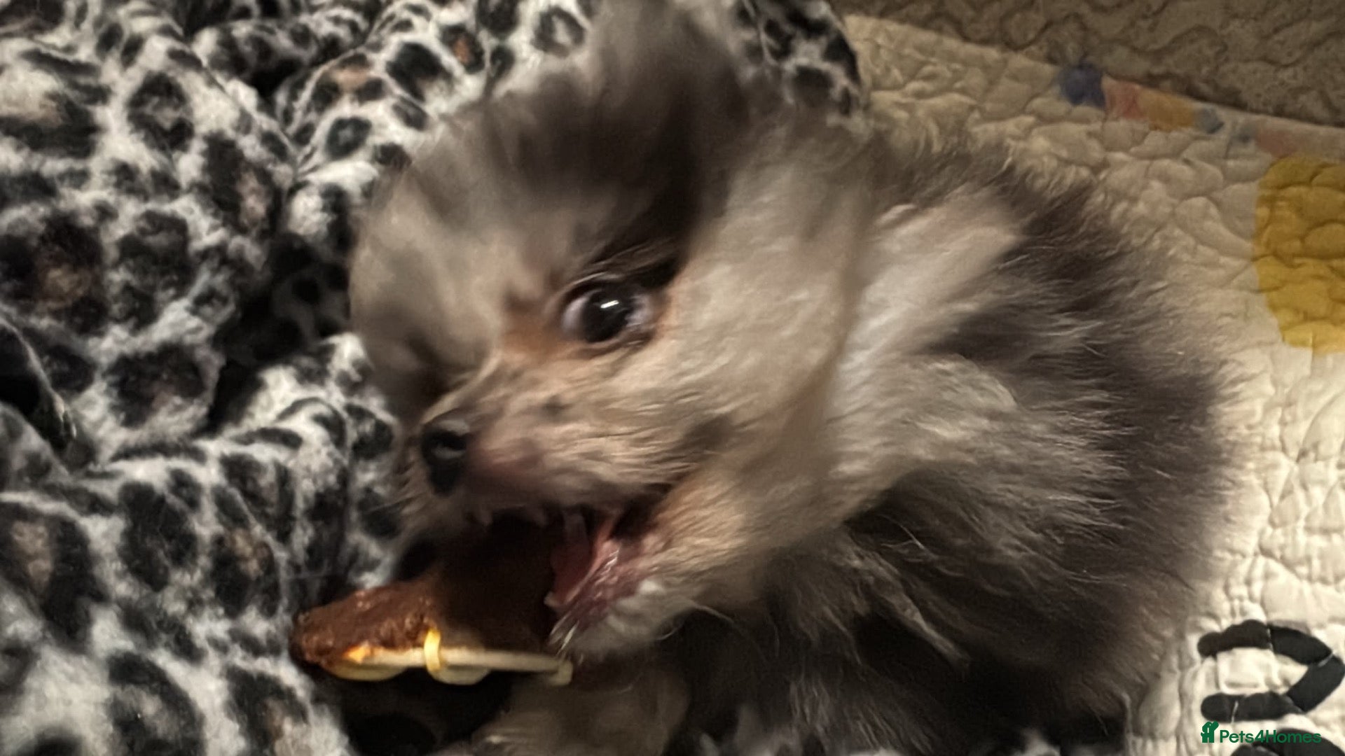 Pomeranian dogs 👀2 🐶 Left  ✨Four Mini Little Gems💎🐾🐶✨💜🧡🩶🤎 - Advert 2