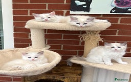 Ragdoll cats for sale: Gorgeous litter of bicolour kittens GCCF reg - Image 22