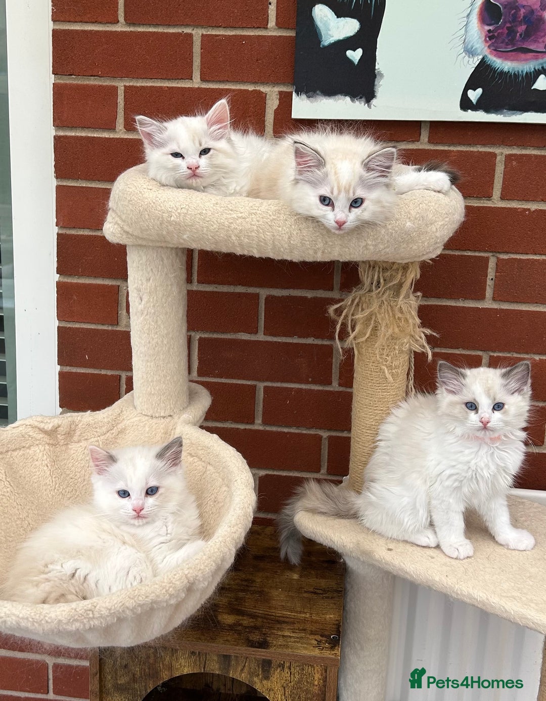 Ragdoll cats for sale: Gorgeous litter of bicolour kittens GCCF reg - Image 22