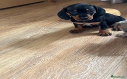 Dachshund dogs for sale: Stunning litter of Dachshund puppies 🌈🥰 - Image 1