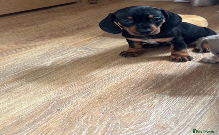 Dachshund dogs for sale - Advert 1