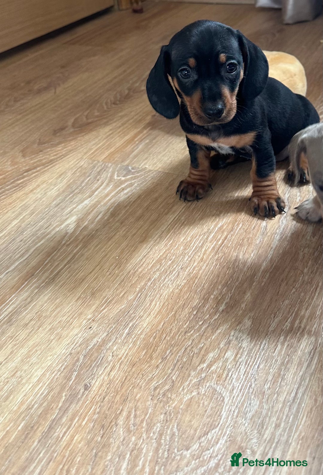 Dachshund dogs for sale: Stunning litter of Dachshund puppies 🌈🥰 - Image 1