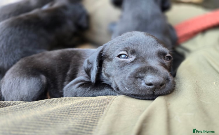 Labrador Retriever dogs - Advert 2