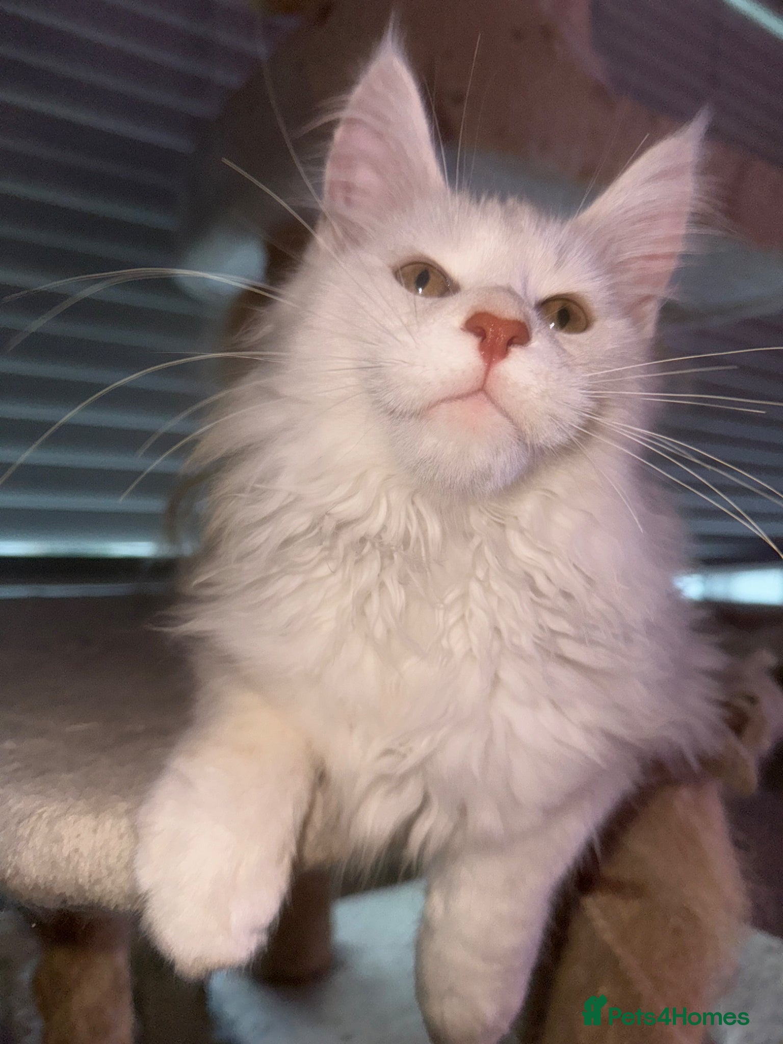 Maine Coon cats Full pedigree, Shaded Maine Coon boys - Advert 1