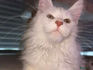 Maine Coon cats Full pedigree, Shaded Maine Coon boys - Advert 3