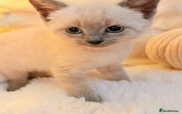 Mixed Breed cats for sale: 7 Floofy kittens looking for forever homes..  - Image 12