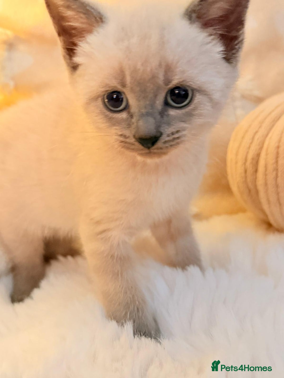 Mixed Breed cats for sale: 7 Floofy kittens looking for forever homes..  - Image 12