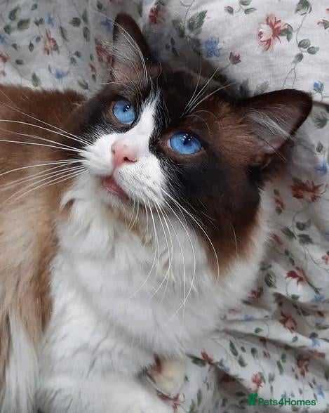 Ragdoll cats for sale: ACTIVE Bi-Colour Ragdoll GCCF & TICA Proven Male - Advert 15