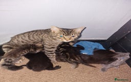Mixed Breed cats for sale: Kittens looking for there forever homes  - Image 10