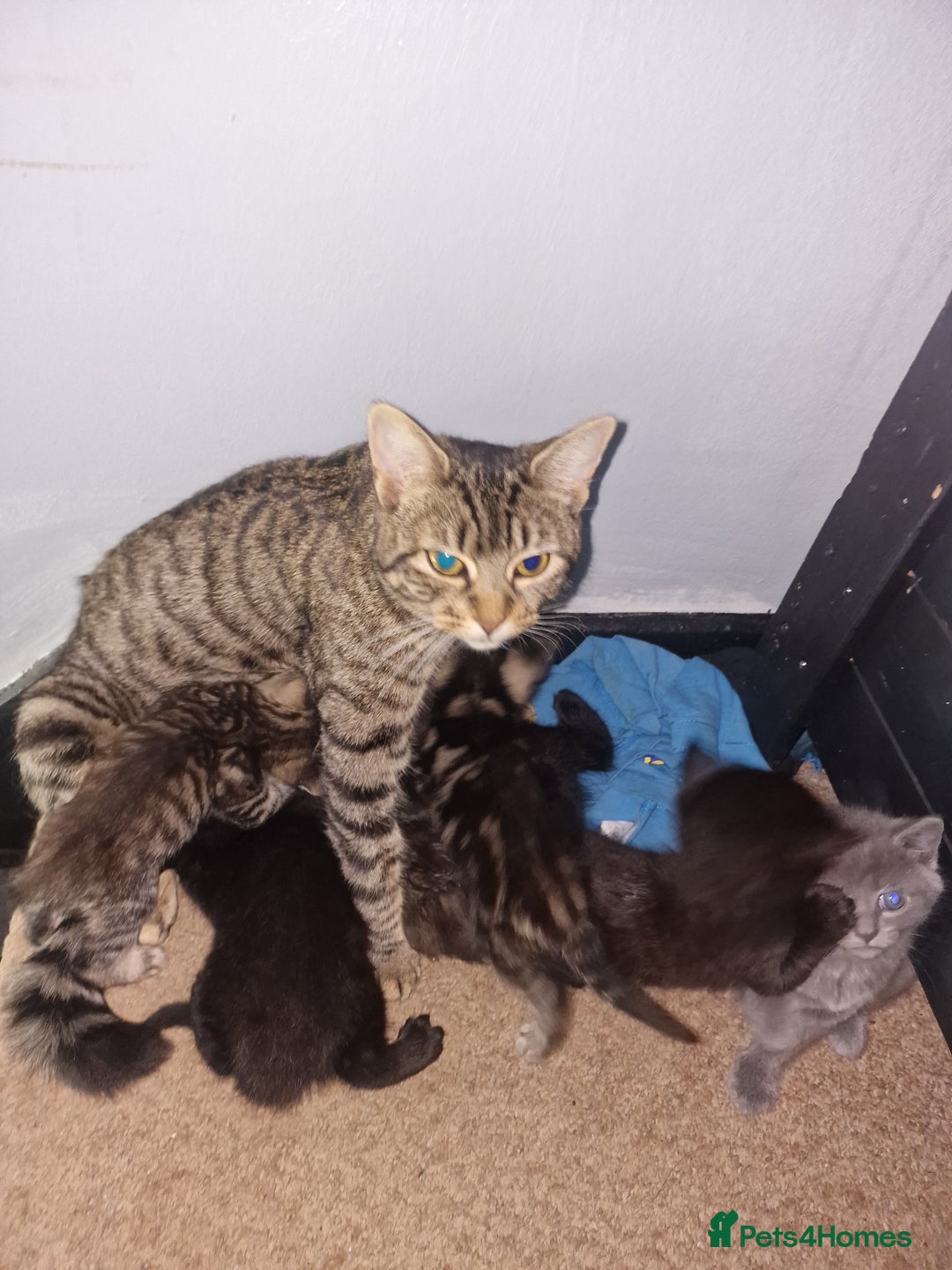 Mixed Breed cats for sale: Kittens looking for there forever homes  - Image 10