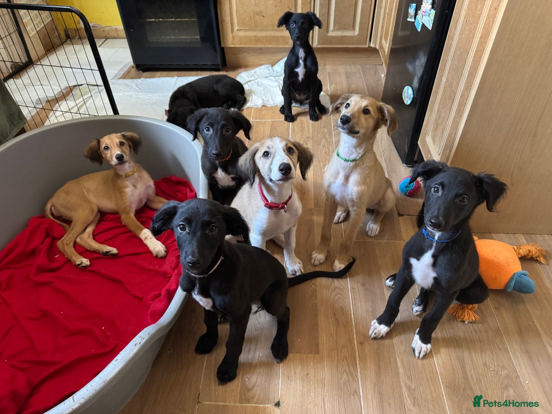 Mixed Breed dogs for sale: Saluki Lurcher pups - Image 4
