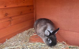 Netherland Dwarf rabbits for sale: Netherland dwarf  - Image 3
