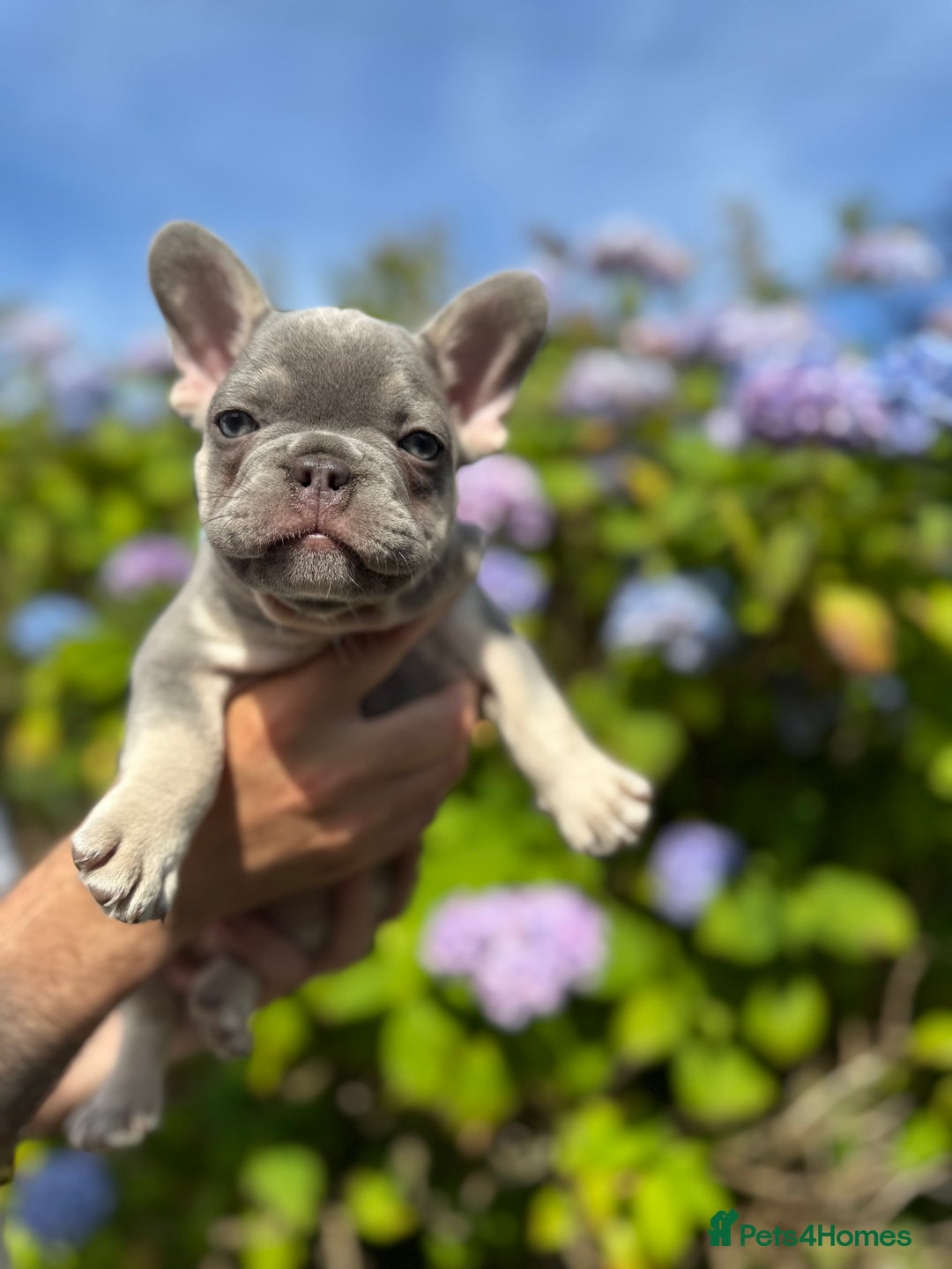 French Bulldog dogs for sale: Quality lilac Merle French bulldogs  - Image 3