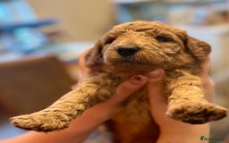 Poodle dogs for sale: Standard Poodle Red  IKC Champion lines - Image 8