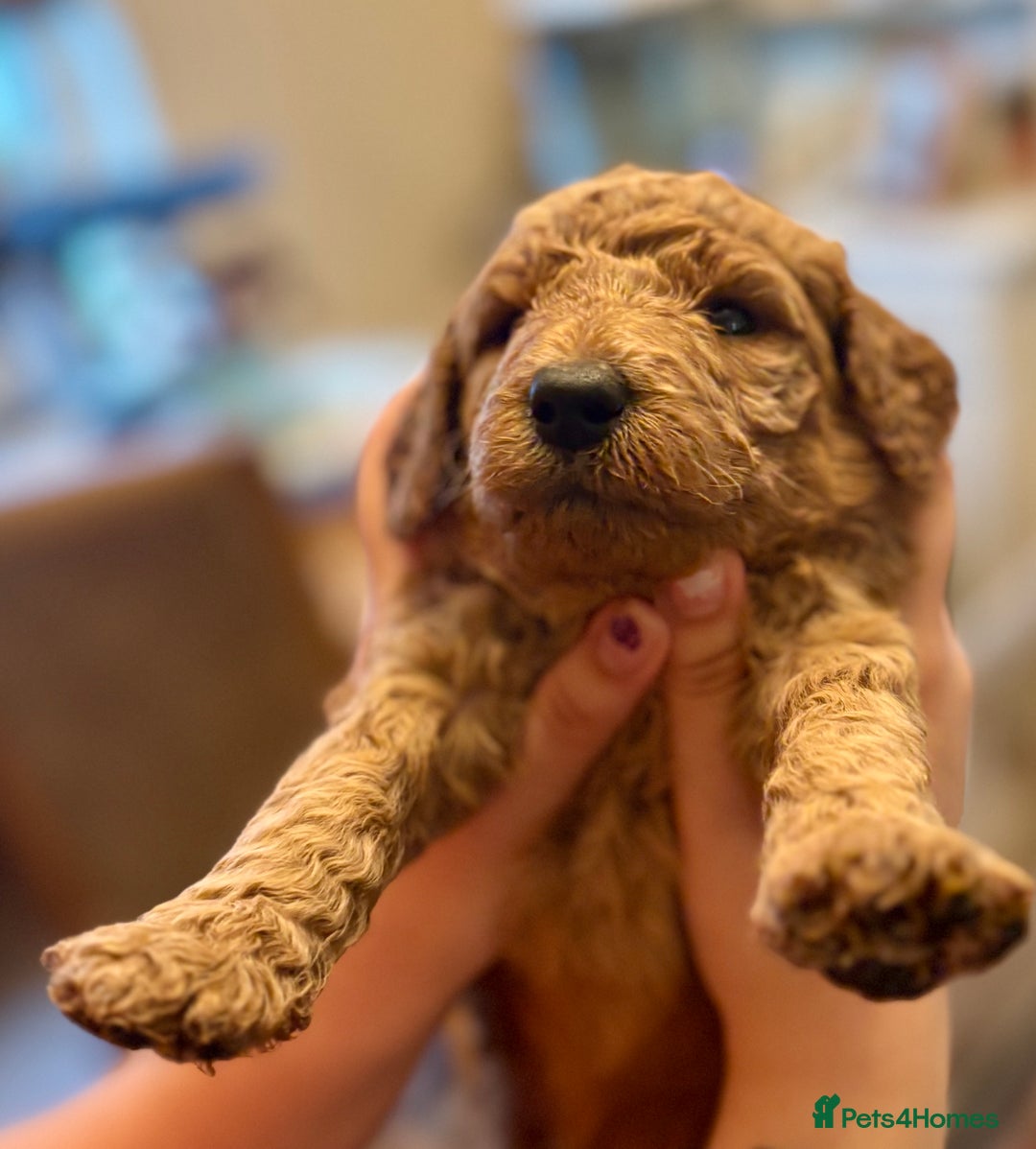 Poodle dogs for sale: Standard Poodle Red  IKC Champion lines - Image 8