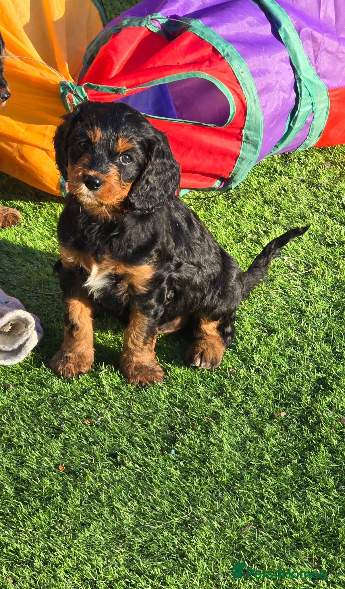 Cavapoo dogs Health tested Standard (cuddle) Cavapoos - Advert 17