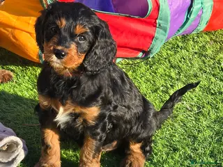 Cavapoo dogs Health tested Standard (cuddle) Cavapoos - Advert 17