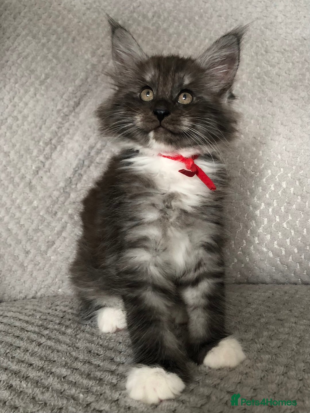 Maine Coon cats for sale: MaineCoon Kittens Black Smoke 1 Boy & 2 Girls - Image 11