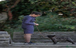 French Bulldog dogs for stud: International Champion French Bulldog for Stud - Image 19
