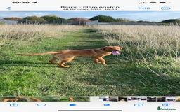 Labrador Retriever dogs for stud: for stud Male fox red Labrador proven makes 13 pup - Image 5
