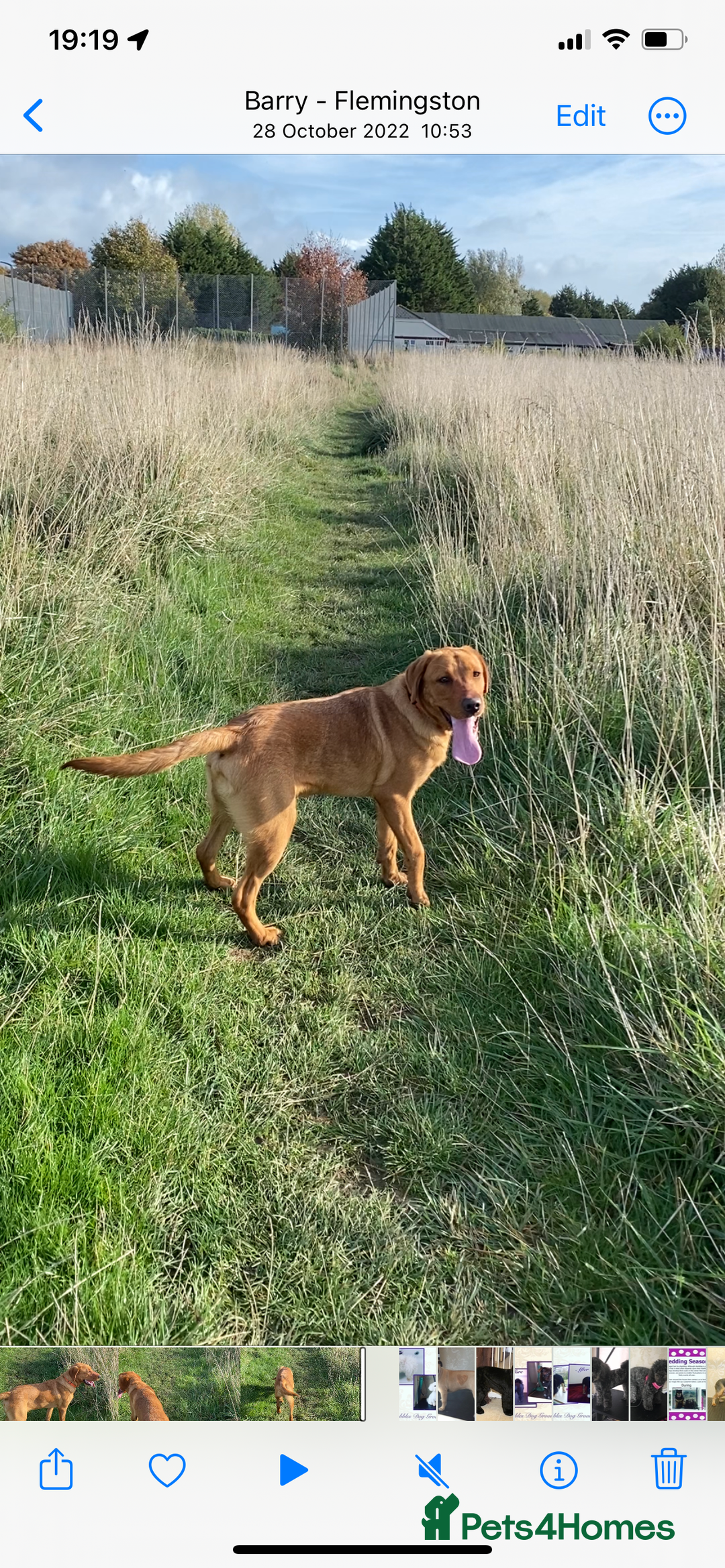 Labrador Retriever dogs for stud: for stud Male fox red Labrador proven makes 13 pup - Image 5